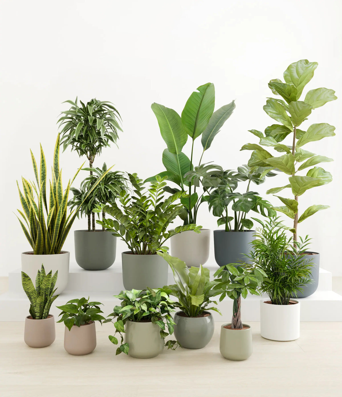 Plants in a pot